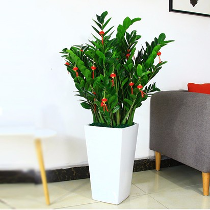 金錢樹 時尚白色花盆