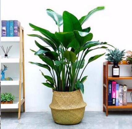 天堂鳥 大型植物 北歐風