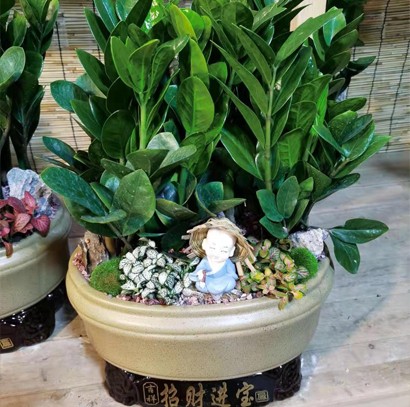 老板辦公室 桌面盆栽