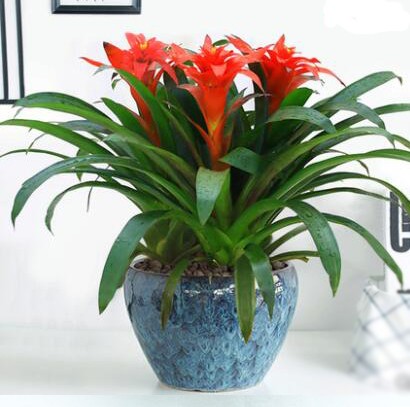 鴻運當頭 公司前臺盆栽