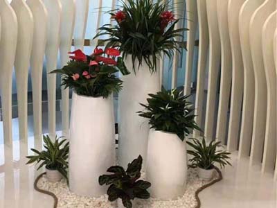 辦公室綠植租擺公司組景花卉