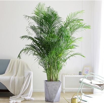 散尾葵 大型綠植盆栽