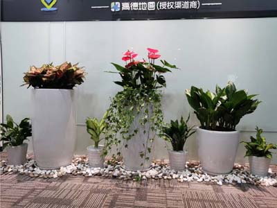 小型辦公室公司前臺(tái)造景綠植