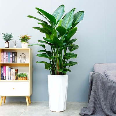 辦公室綠植 高檔植物 天堂鳥(niǎo)
