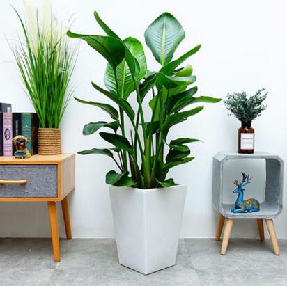 大型辦公室植物 天堂鳥綠植 
