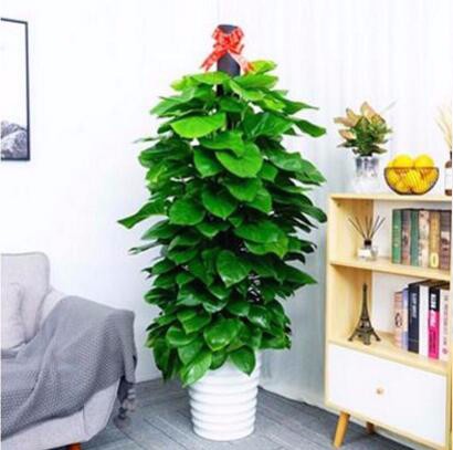 綠色辦公室大型植物 綠蘿柱1.5米