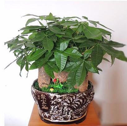 老板辦公室桌面盆栽 發(fā)財(cái)樹組合盆栽