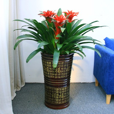 中型辦公室綠植 鴻運當(dāng)頭盆栽 