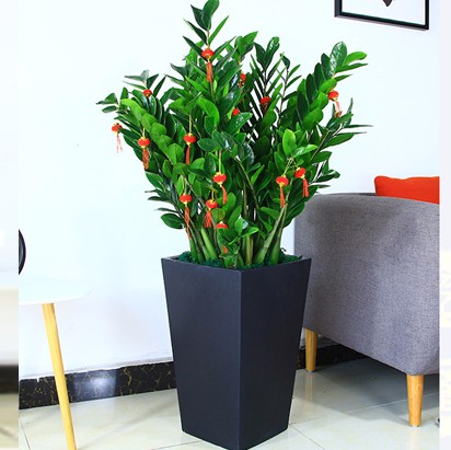 黑色方形花盆 辦公室植物金錢樹 