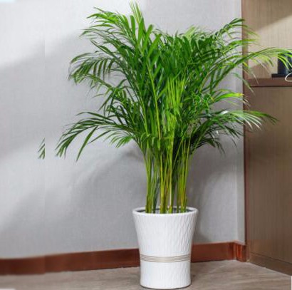 大型辦公室綠植 散尾葵植物