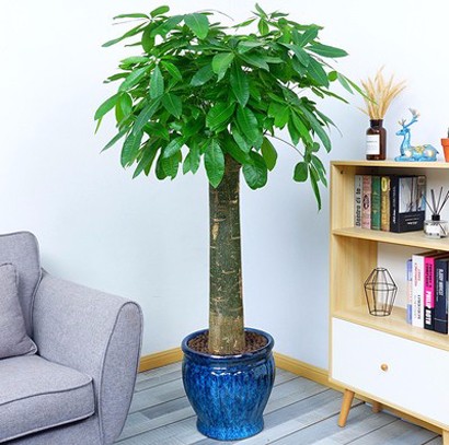 單桿發(fā)財(cái)樹(shù)  招財(cái)進(jìn)寶