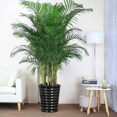 辦公室綠植 大型植物散尾葵