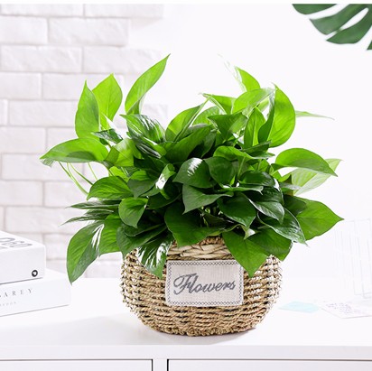 桌面小盆栽 小綠蘿