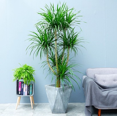 北歐風(fēng) 大型綠植龍須樹(shù)