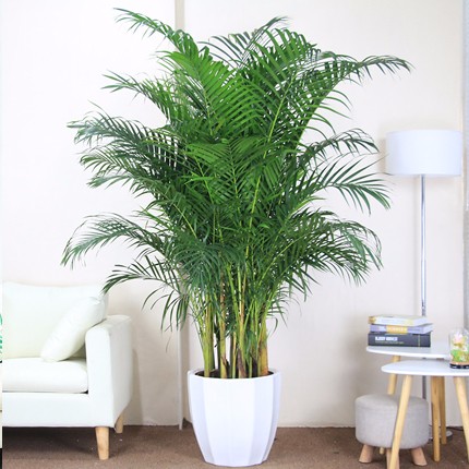 辦公室綠植租擺  散尾葵大型植物