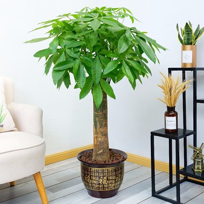 單桿發(fā)財(cái)樹(shù)  招財(cái)樹(shù)