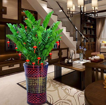 東莞綠植租擺植物 金錢樹 中型植物