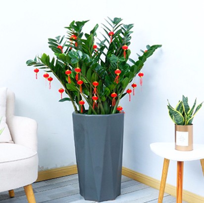 室內(nèi)招財樹 中型綠植 金錢樹