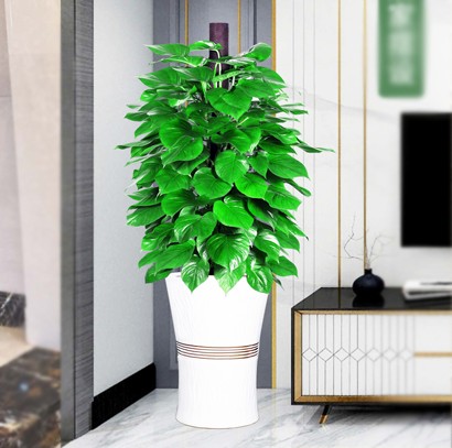 大型辦公室綠植盆栽  綠蘿柱植物