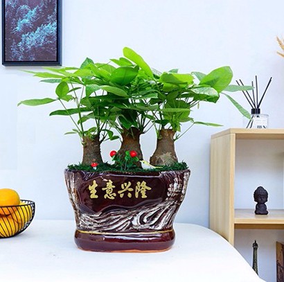 生意興隆 組合盆栽 發(fā)財樹