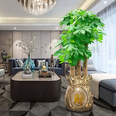 辦公室大型綠植 高端植物 發(fā)財(cái)樹(shù)