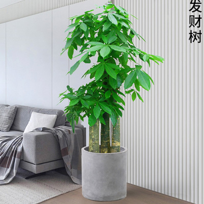 東莞辦公室綠植出售 發(fā)財(cái)樹(shù)