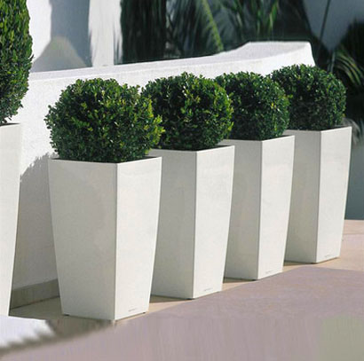 特大型綠植出租 高端大氣